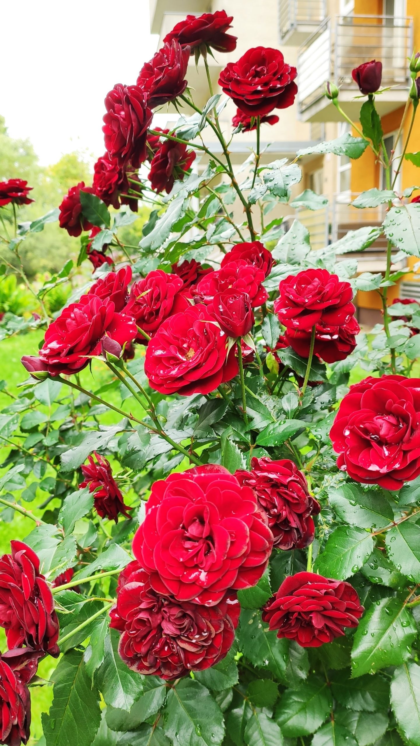 Červená floribunda ruža na kmienku.