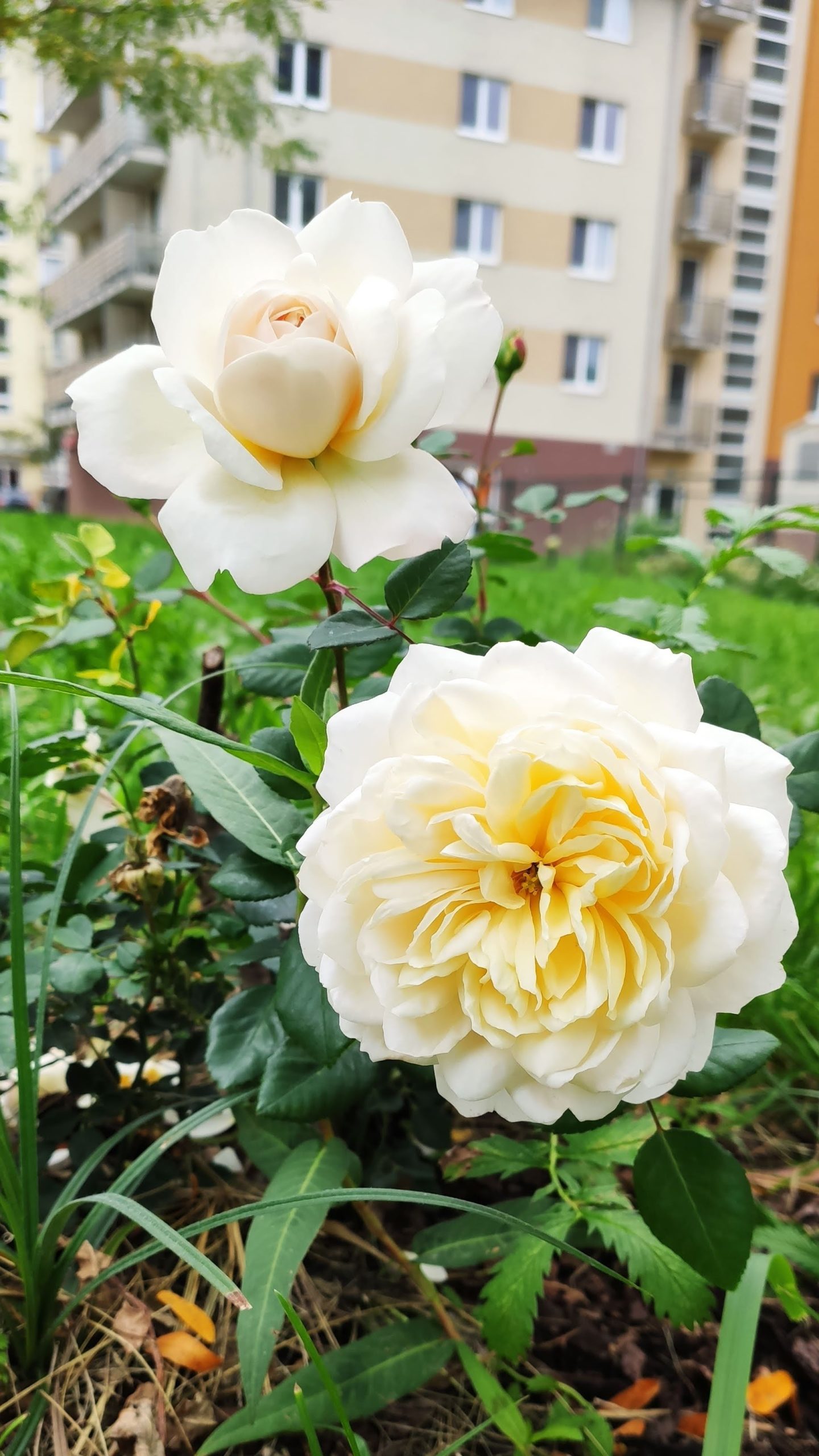 Biela kríková ruža so žltými tónmi.