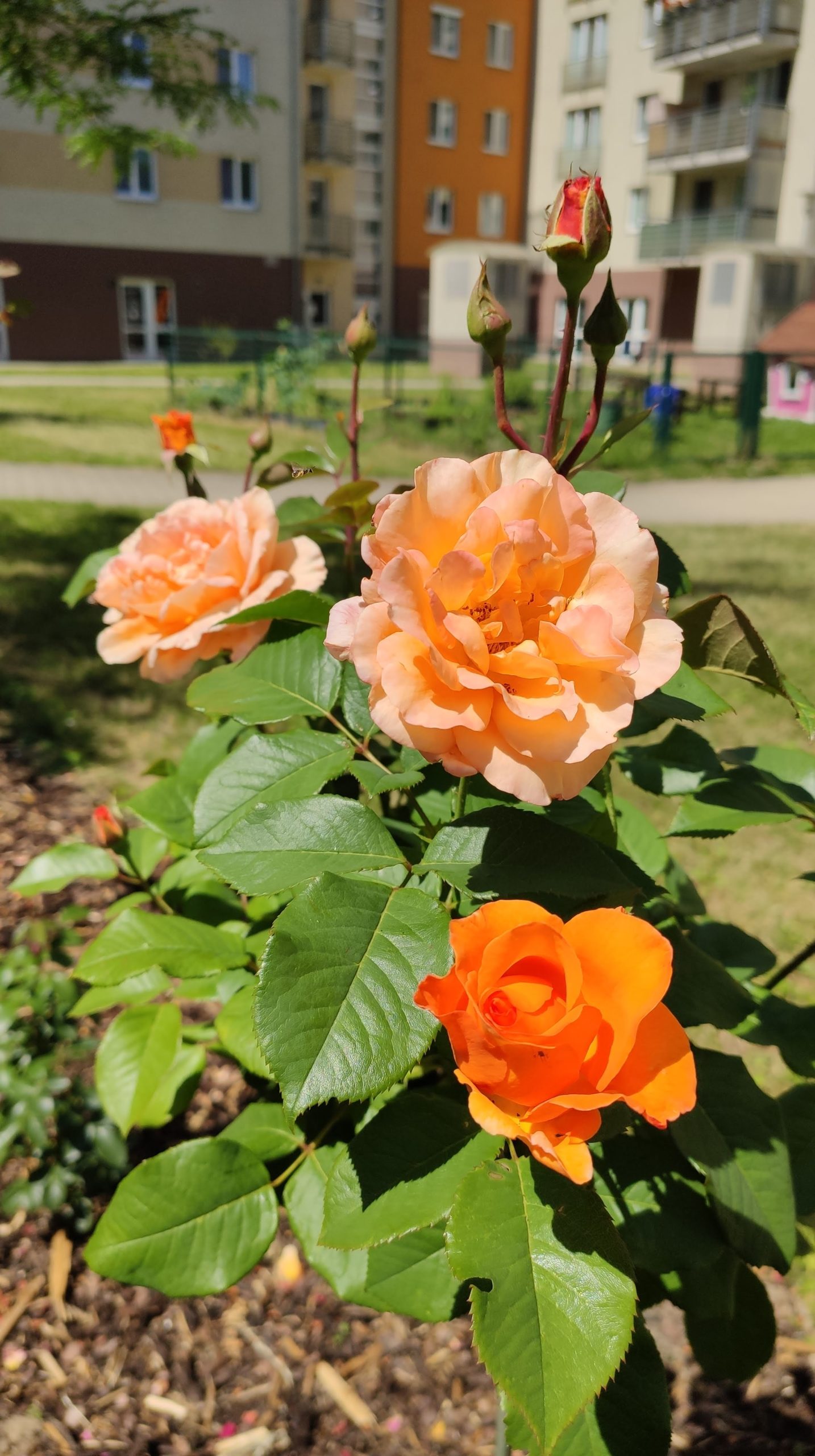 Ruža na kmienku s oranžovými kvetmi.