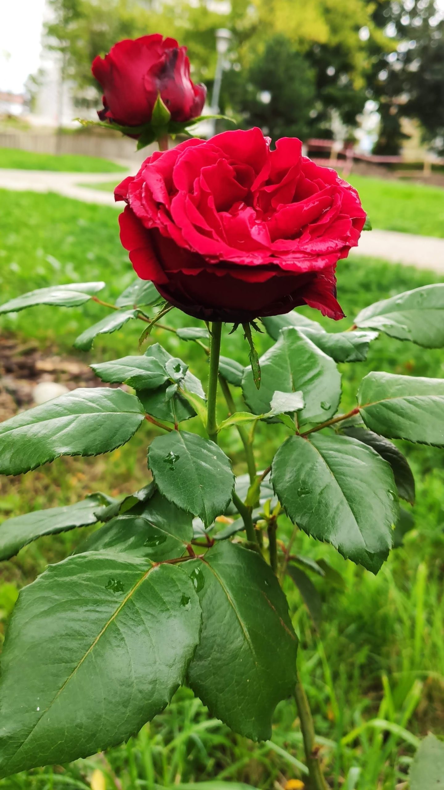 Čajohybridná ruža s tmavočervenými kvetmi.